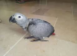 African Grey Parrot