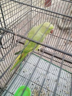 male female parrot for sale