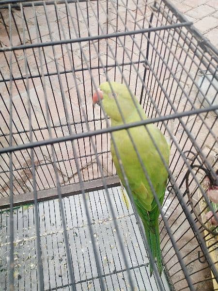 male female parrot for sale 1