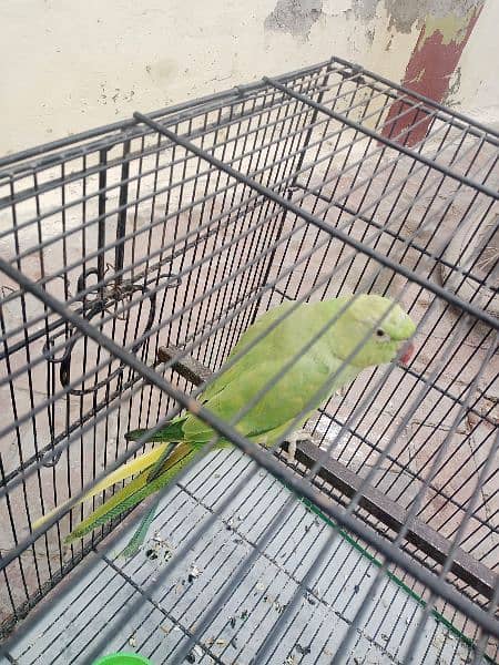 male female parrot for sale 2