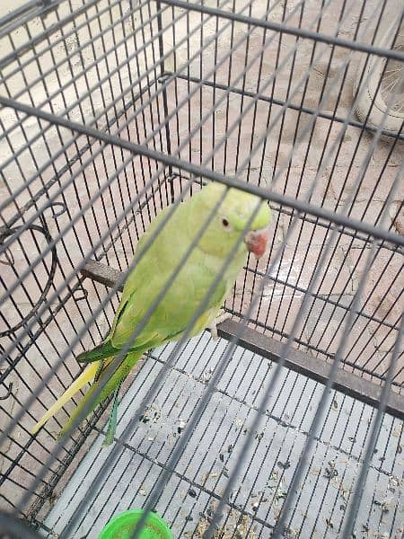 male female parrot for sale 3