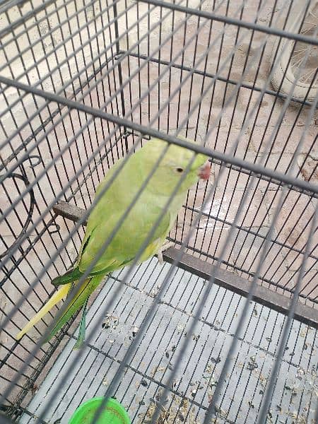 male female parrot for sale 4