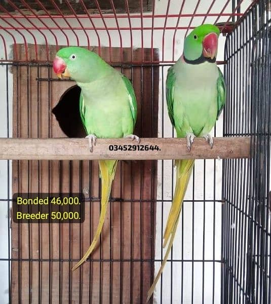 Pahari Raw Parrot Breeding Pairs Alexandrine Parrots 1073680553 5268