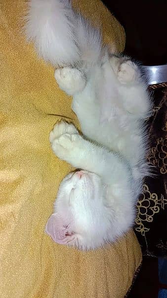 kittens are ready to be yours