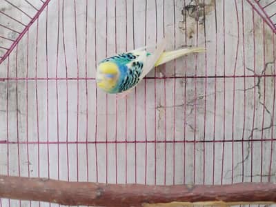 budgie parrot only one