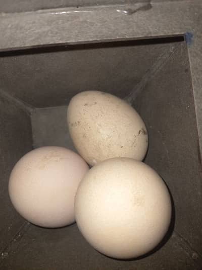 Fertile Peacock Eggs