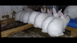 Newzealand white bunnies up for sale