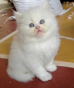 Persian Kitten