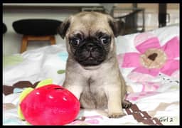 Pug Puppies