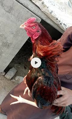 aseel eggs and chicks and breeder for sale