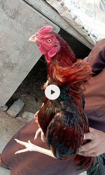 aseel eggs and chicks and breeder for sale 0