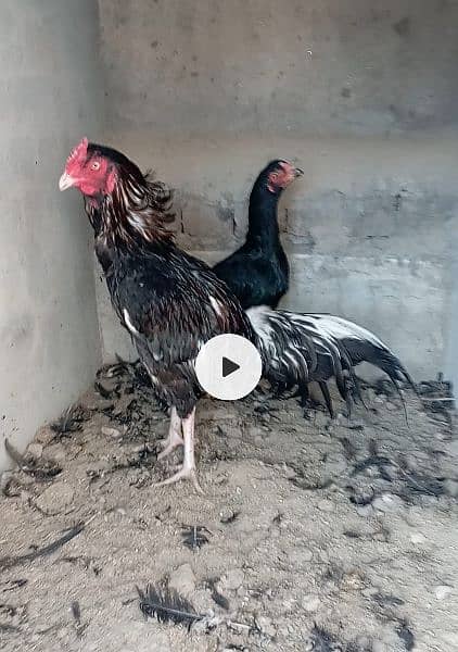 aseel eggs and chicks and breeder for sale 2