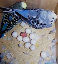 Australian Budgies Parrots breeder pair male and female