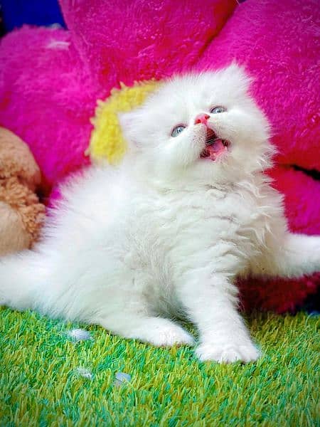 Pure Persian Cats & Kittens 1
