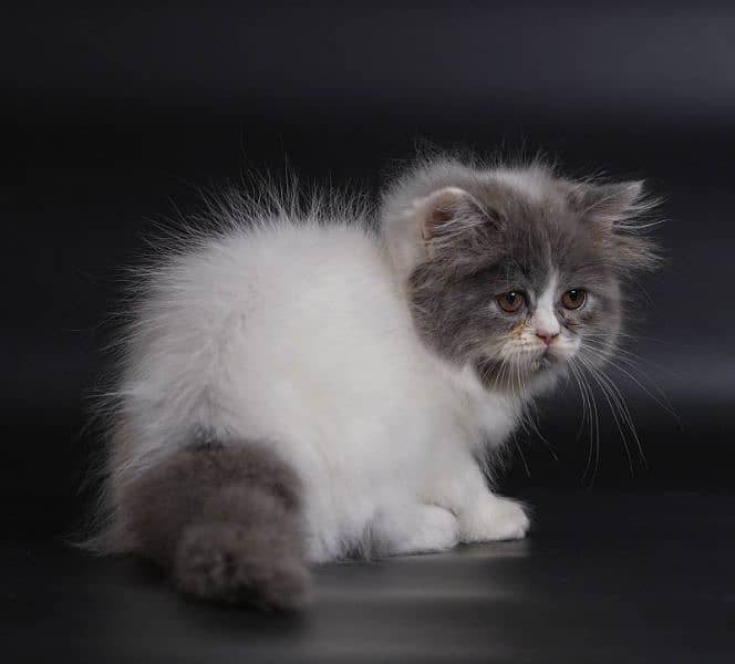 Pure Persian Cats & Kittens 5