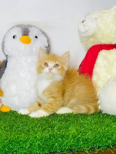 Pure Persian Cats & Kittens 8