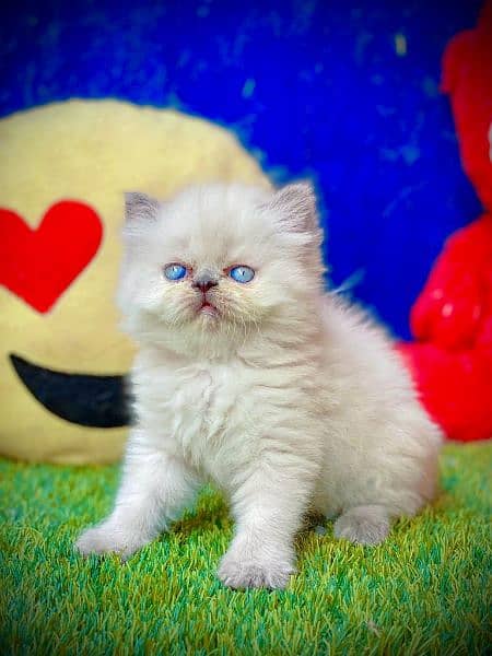 Pure Persian Cats & Kittens 9