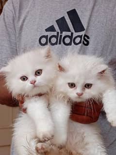 Pure Persian Cats & Kittens 0