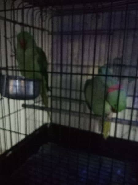 Raw Parrot / Parrot / green parrot /   طوطا 5