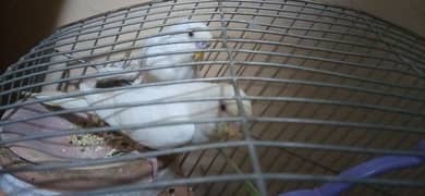 red eyes budgie white colour with cage jombo size