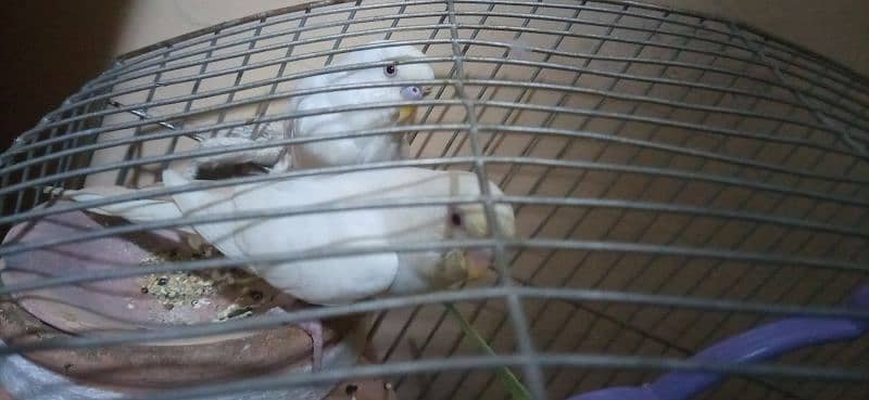 red eyes budgie white colour with cage jombo size 0