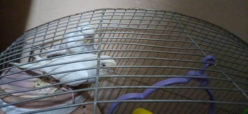 red eyes budgie white colour with cage jombo size 1