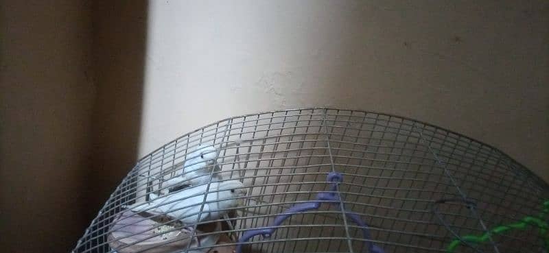 red eyes budgie white colour with cage jombo size 2