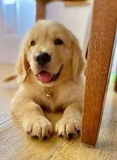 golden retiver male pup for sale