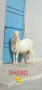 Muhammad Asad