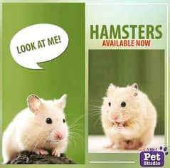 hamster 0