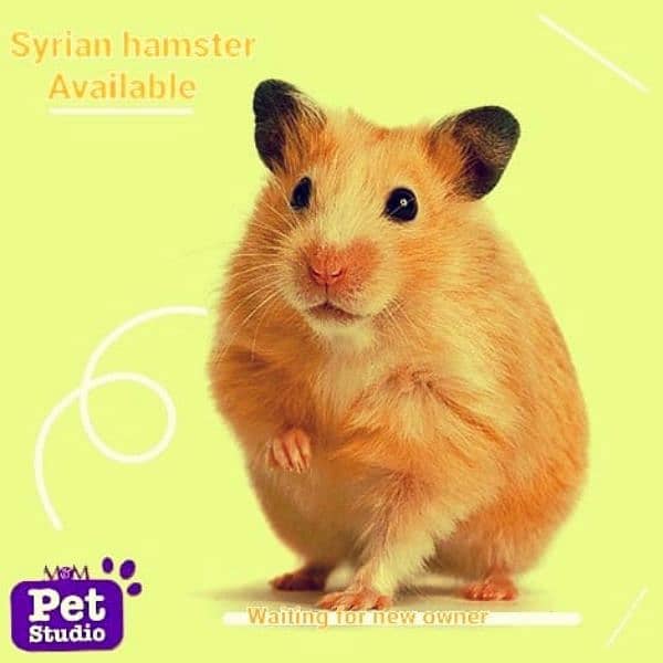 hamster 1