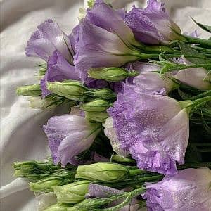 lavender_co