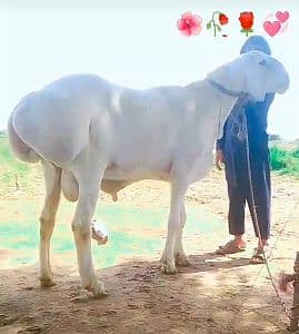Shahid Imran