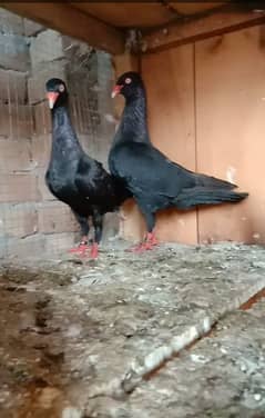 All funcy pigeons available