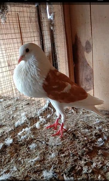 All funcy pigeons available 3
