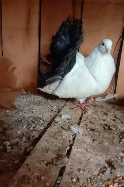 All funcy pigeons available 4