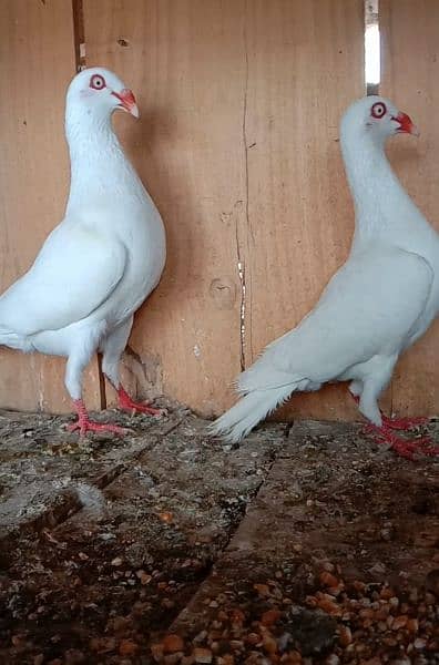 All funcy pigeons available 7