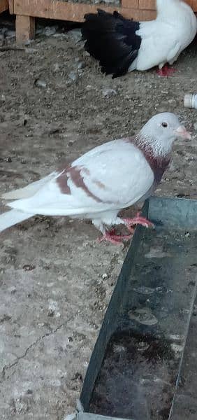 All funcy pigeons available 9
