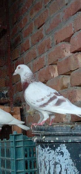 All funcy pigeons available 11