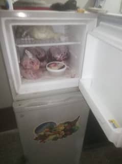 fridge medium size