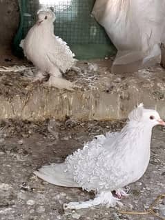 White FrillBack Breeder Pair