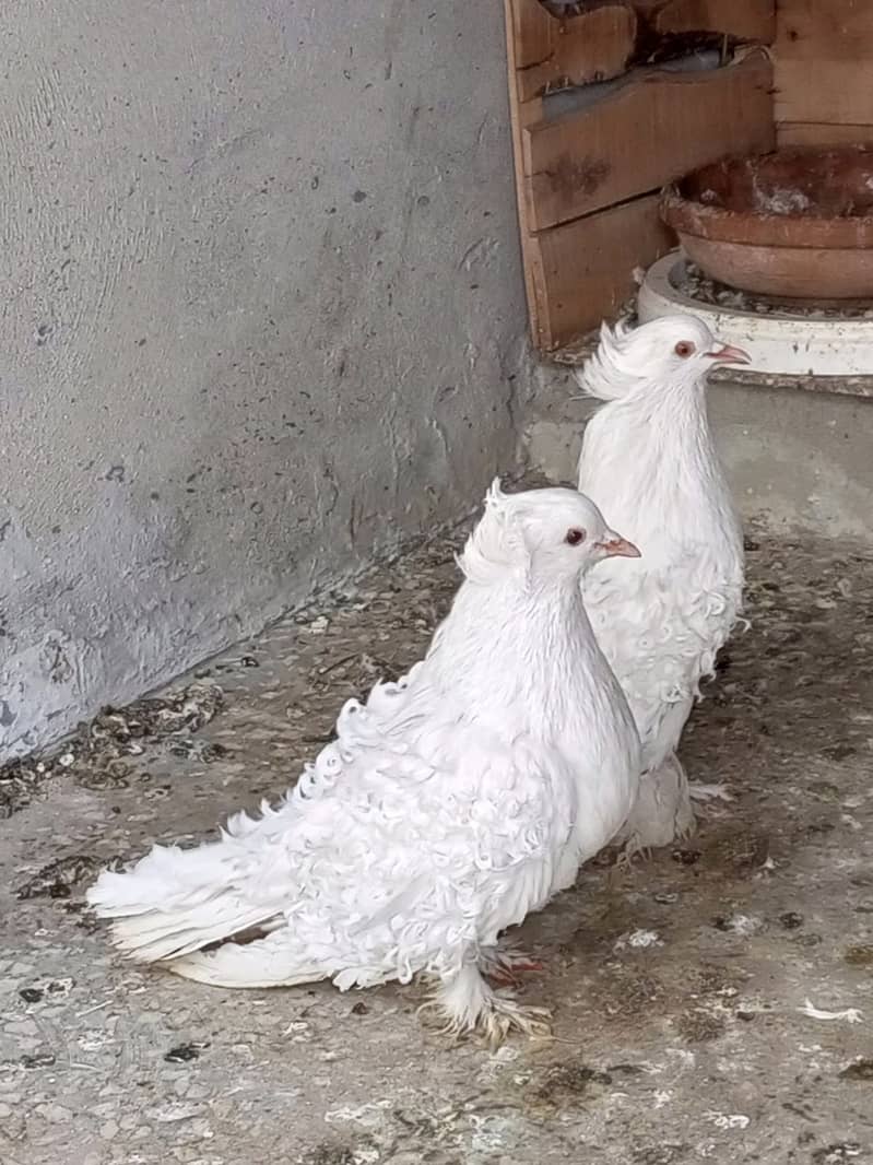 White FrillBack Breeder Pair 2