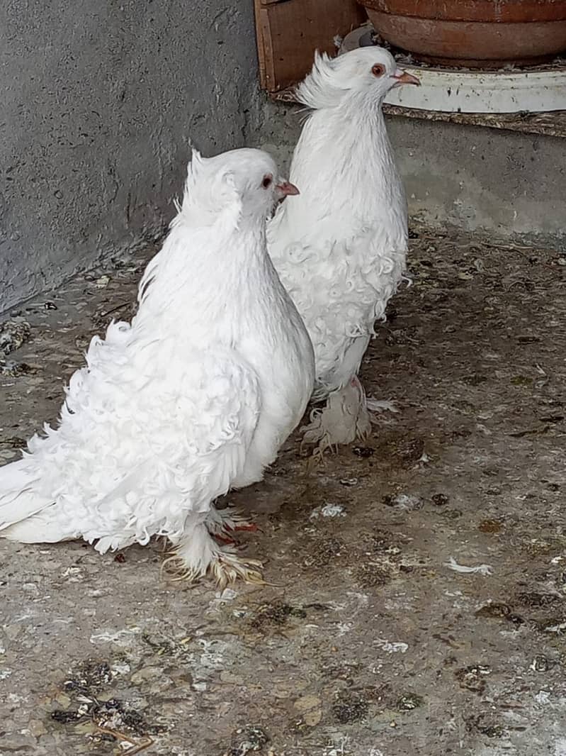 White FrillBack Breeder Pair 3