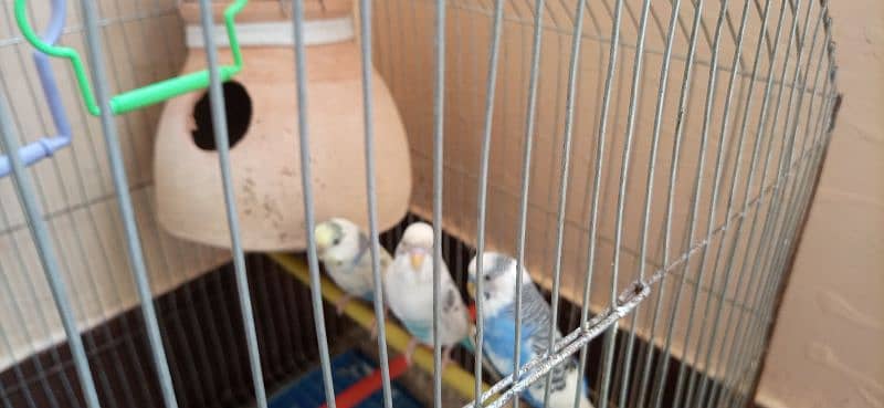 red eyes budgie white colour with cage jombo size 3