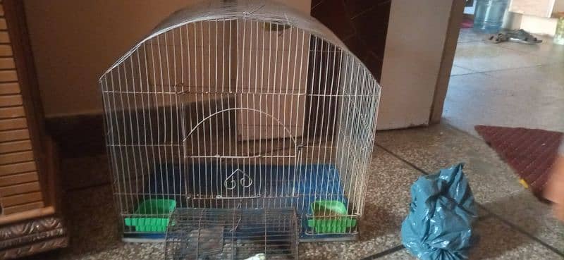 red eyes budgie white colour with cage jombo size 4