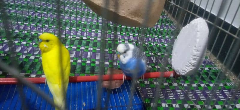 red eyes budgie white colour with cage jombo size 5