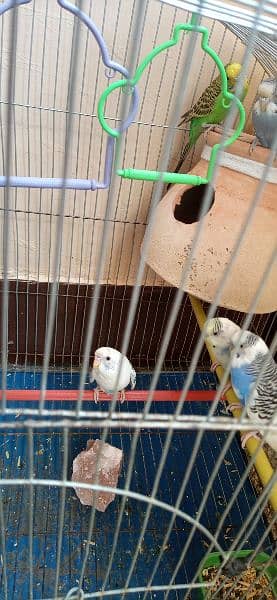 red eyes budgie white colour with cage jombo size 6