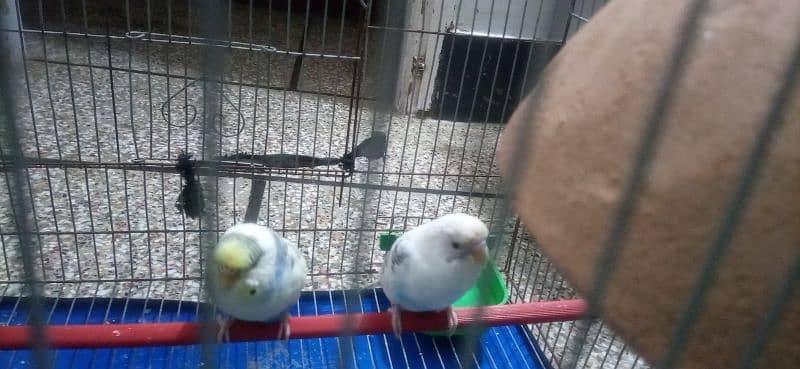 red eyes budgie white colour with cage jombo size 7