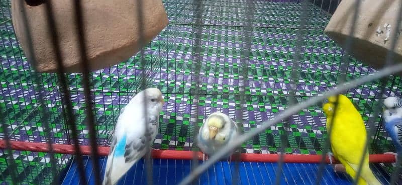 red eyes budgie white colour with cage jombo size 8