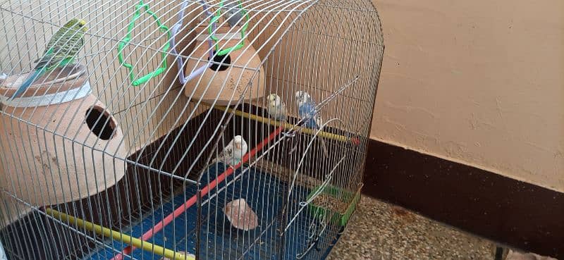 red eyes budgie white colour with cage jombo size 9